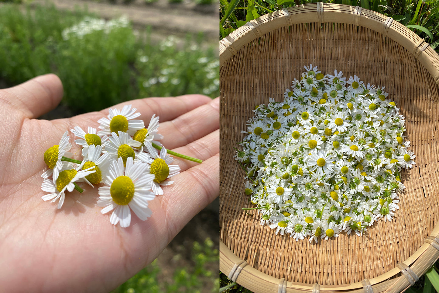 【ハーブの花咲く5月限定】お茶の花束セット