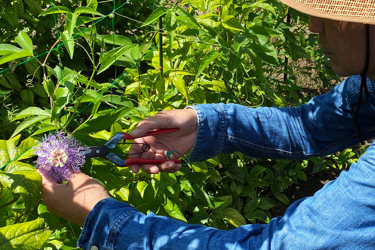 【夜をやさしく整える、おやすみセット】みつがの本草園アソート901(ミニ植物図鑑付き)