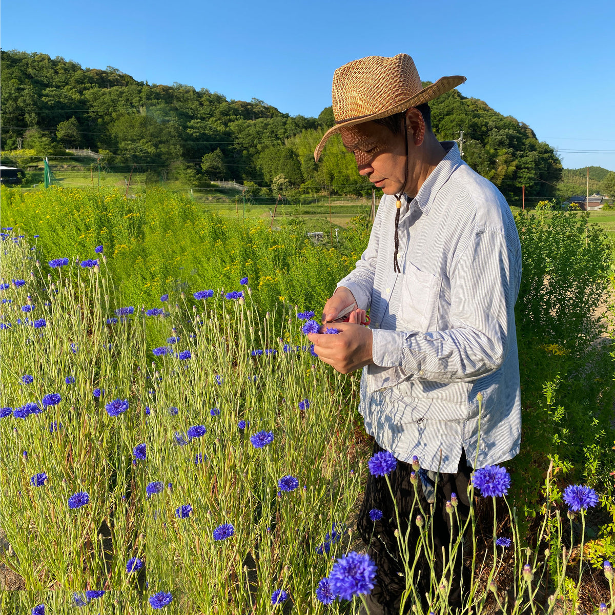 【店主の実家】みつがの本草園・ハーブティー4袋セット(ミニ植物図鑑付き)
