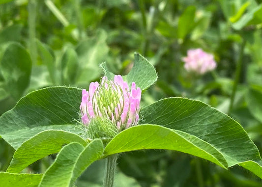 レッドクローバー｜RED CLOVER