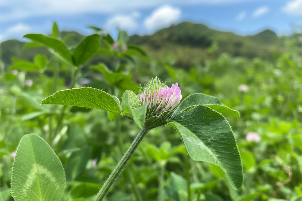 レッドクローバー｜RED CLOVER