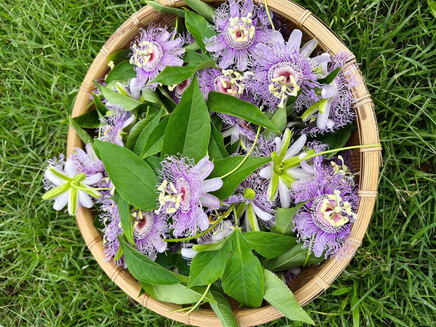 【夜をやさしく整える、おやすみセット】みつがの本草園アソート901（ミニ植物図鑑付き）