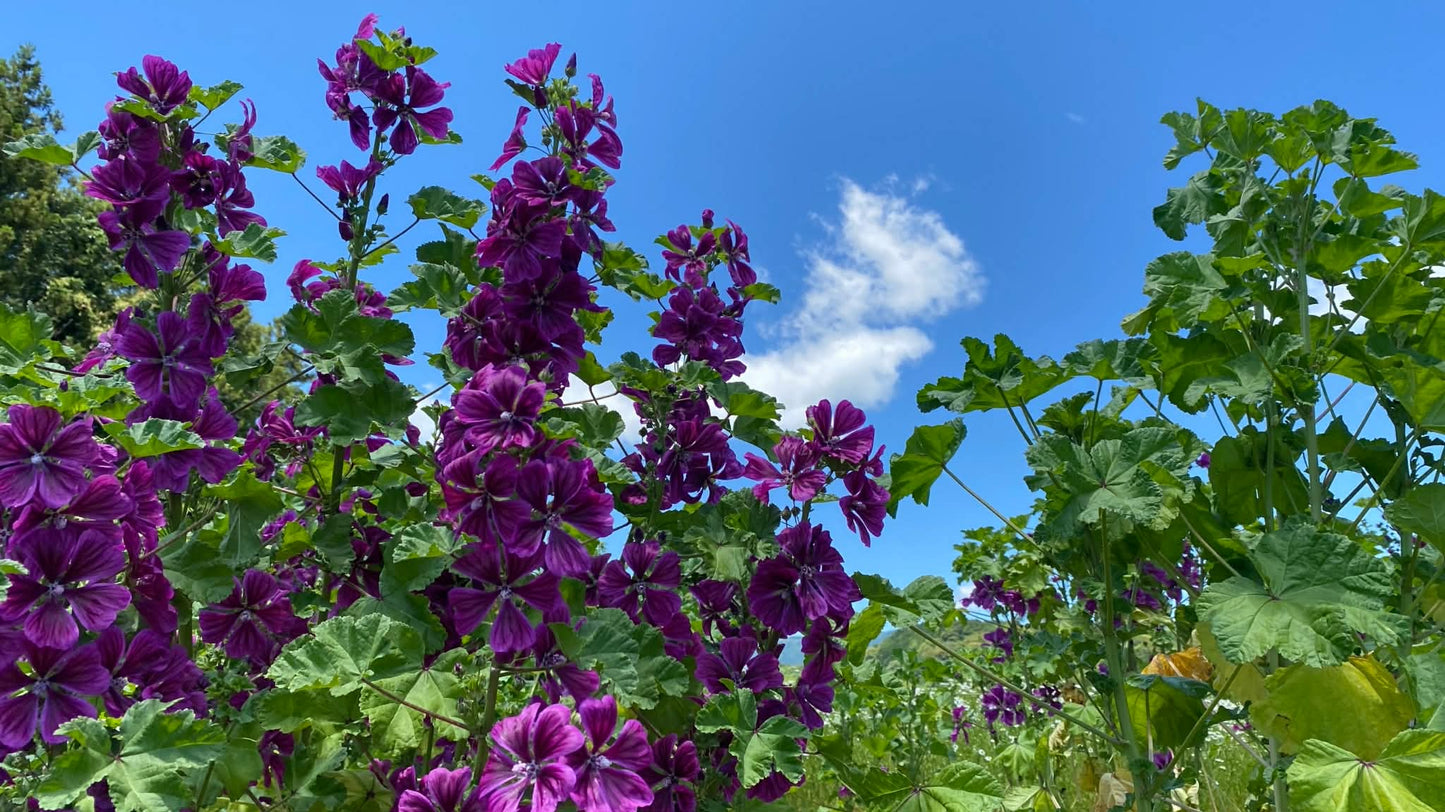 大寒いたわりセット